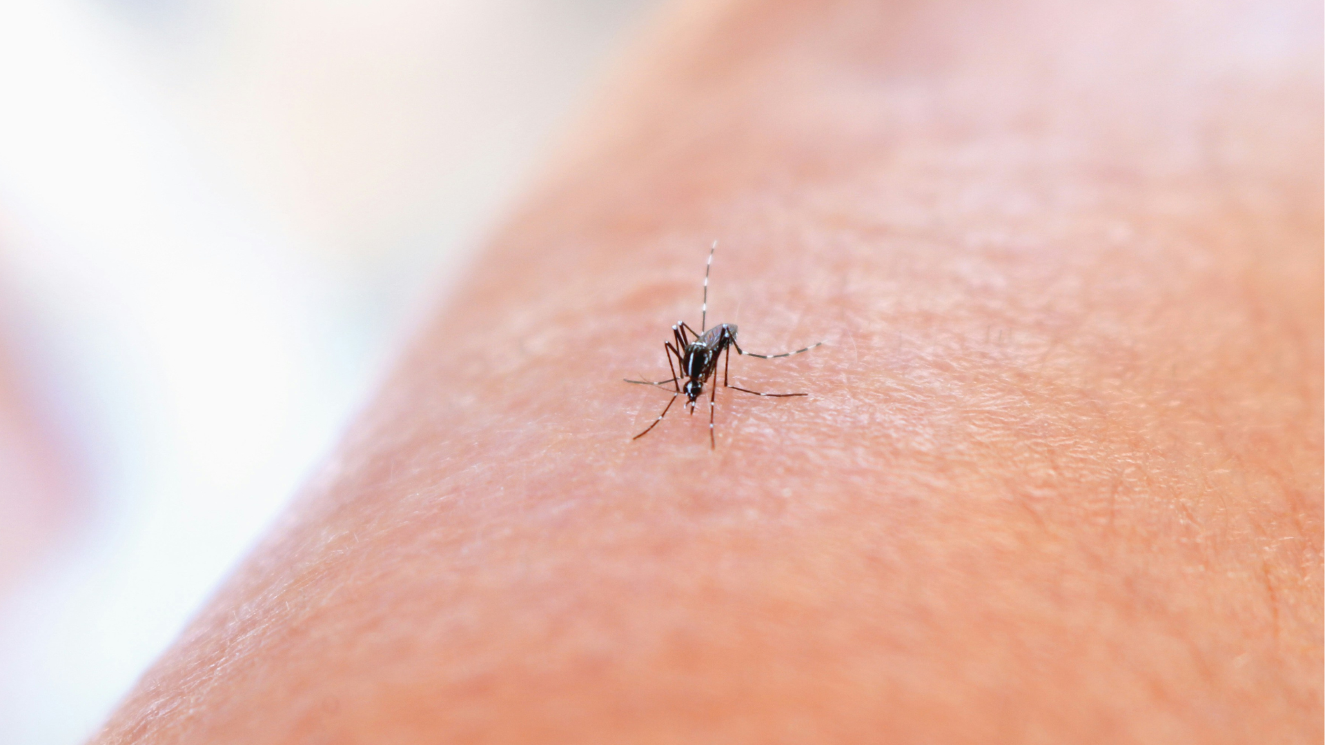 Närbild på en mygga med randiga ben som har landat på mänsklig hud.