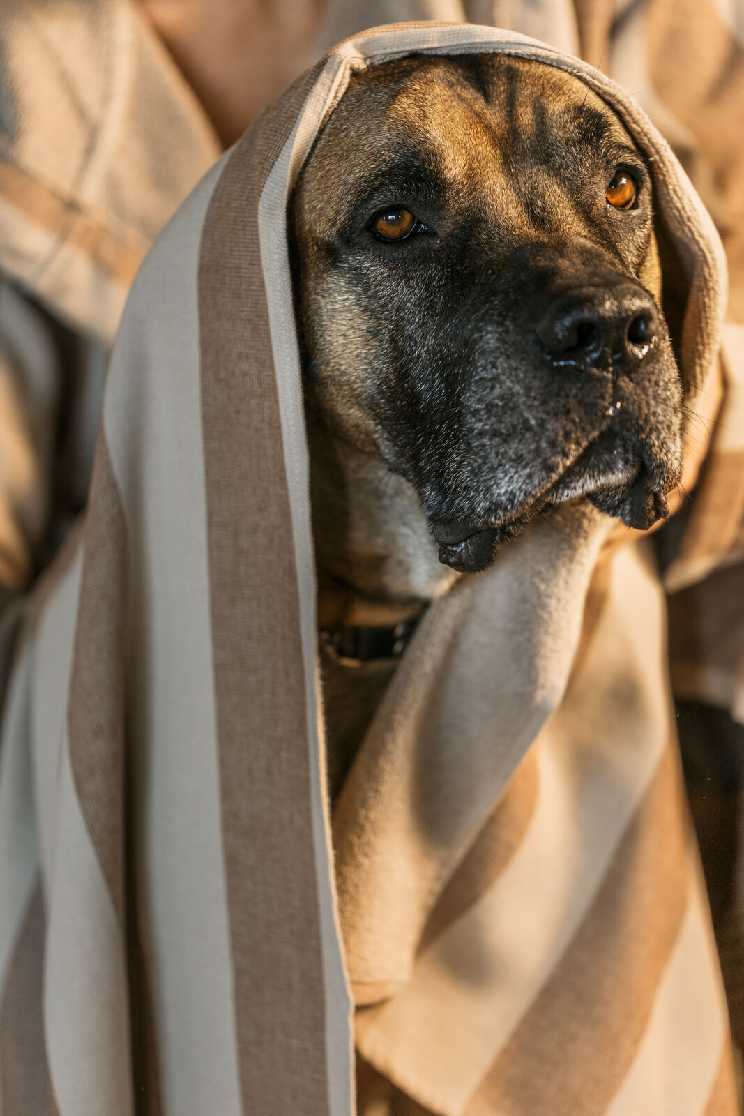 En nära porträttbild på en stor, brun hund med bärnstensfärgade ögon som har en randig handduk från Gustav Ovland draperad över huvudet som en huva. Handduken har breda ränder i beige och brunt, vilket matchar hundens päls och skapar en varm, trygg känsla.