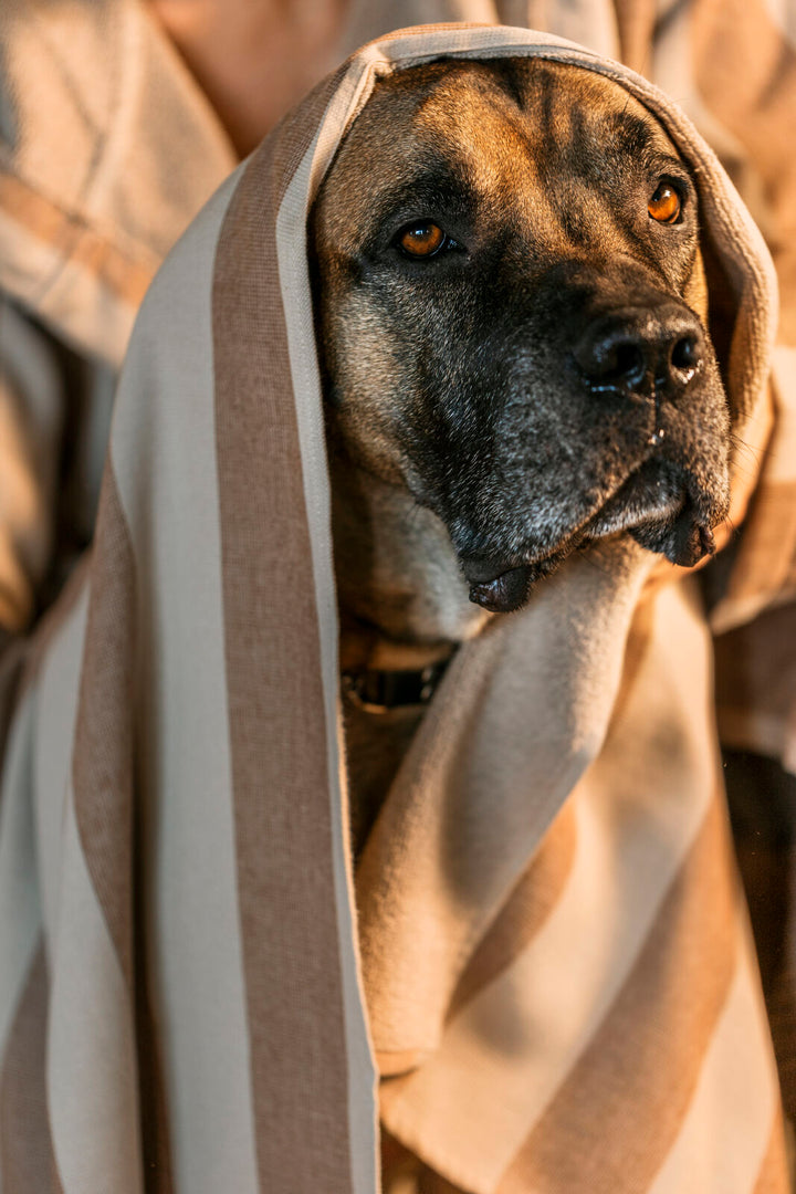En nära porträttbild på en stor, brun hund med bärnstensfärgade ögon som har en randig handduk från Gustav Ovland draperad över huvudet som en huva. Handduken har breda ränder i beige och brunt, vilket matchar hundens päls och skapar en varm, trygg känsla.